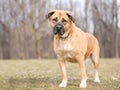 A large brown Shepherd mixed breed dog