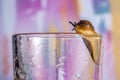 Large brown slug crawling on a transparent wet glass beaker. Spotted snail without a shell. Close up soft slippery slug Royalty Free Stock Photo