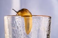 Large brown slug crawling on a transparent wet glass beaker. Spotted snail without a shell. Close up soft slippery slug Royalty Free Stock Photo