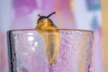 Large brown slug crawling on a transparent wet glass beaker. Spotted snail without a shell. Close up soft slippery slug Royalty Free Stock Photo