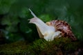 A large brown snail - ahaatin ahatina - giant African snail, Achatina fulica, Lissachatina fulica creeps on the of the