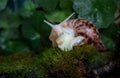 A large brown snail - ahaatin ahatina - giant African snail, Achatina fulica, Lissachatina fulica creeps on the of the
