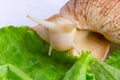 A large brown snail - ahaatin ahatina - giant African snail, Achatina fulica, Lissachatina fulica eat green leaves at home. close- Royalty Free Stock Photo