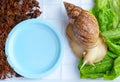 A large brown snail - ahaatin ahatina - giant African snail, Achatina fulica, Lissachatina fulica eat green leaves in container at