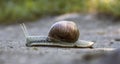 A large brown snail crawls along the sand Royalty Free Stock Photo