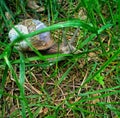 A large brown snail eats grass in the forest during the day and wiggles its horns, a close-up view of a clam. Royalty Free Stock Photo