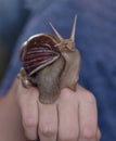 A large brown snail on a human hand. Pet, cosmetology and useful properties. Macro-healing slime and anti-aging giant snail slime Royalty Free Stock Photo