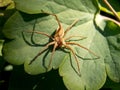 large brown spider on a plant leaf Royalty Free Stock Photo