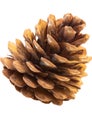 a large brown spruce pine cone on a white background is an isolated object Royalty Free Stock Photo