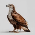 Large Brown and White Bird with Yellow Beak Standing on White Background Royalty Free Stock Photo