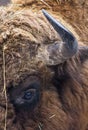 Large brown wisent with big horn and brown eyes in the winter forest. Wild European brown bison Bison Bonasus in winter Royalty Free Stock Photo