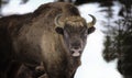 Large brown wisent in the winter forest. Wild European brown bison Bison Bonasus in winter Royalty Free Stock Photo