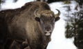 Large brown wisent in the winter forest. Wild European brown bison Bison Bonasus in winter Royalty Free Stock Photo