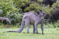 Eastern Grey Kangaroo Royalty Free Stock Photo
