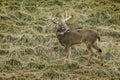 Large buck whitetail deer Royalty Free Stock Photo