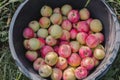 A large bucket full of fresh, delicious, freshly picked apples from a tree. A huge harvest of apples