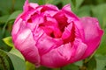 A large bud of a tree peony opens. Cool plan. Spring floral background.