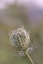 A wild carrot flower begins to unfurl Royalty Free Stock Photo