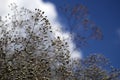 Large budding bush of Gypsophila paniculata