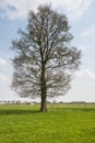 Large budding tree in the spring season