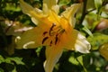 Large buds of blooming yellow lily in the garden. Royalty Free Stock Photo