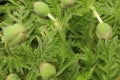 Large buds of unopened poppy flowers. Green background