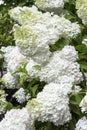 Large buds of white hydrangeas on green branches Royalty Free Stock Photo