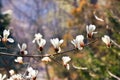 Graceful branch with white magnolia flowers in the spring garden