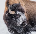 Large buffalo or bison covered with snow and a heavy fur coat in winter in Yellowstone Royalty Free Stock Photo