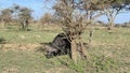 A large buffalo grazes near a small tree in the Serengeti National Park. Long shot. Safari in Tanzania Royalty Free Stock Photo