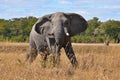 Large Bull African Elephant