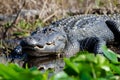 Large Bull American Alligator basking on Spatterdock, Okefenokee Swamp National Wildlife Refuge Royalty Free Stock Photo