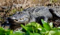 Large Bull American Alligator basking on Spatterdock, Okefenokee Swamp National Wildlife Refuge