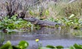 Large Bull American Alligator, Okefenokee Swamp National Wildlife Refuge Royalty Free Stock Photo