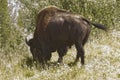 A large bull bison grazing