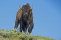 A large bull Bison is highlighted against the sky. Royalty Free Stock Photo