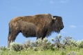 A large bull Bison is highlighted against the sky. Royalty Free Stock Photo