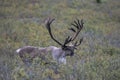 Large Bull Caribou Royalty Free Stock Photo