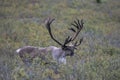 Large Bull Caribou