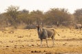 Big Bull Common Eland Portrait Royalty Free Stock Photo