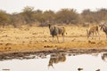 Bull Common Eland and Reflection