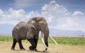 Tim the elephant with massive tusks walking in Amboseli Kenya