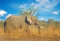 Large Bull Elephant standing in the bus with a natural blue cloudy sky background in south luangwa, Zambia