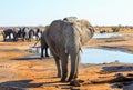 Large Bull Elephant standing looking into camera, with a small herd in the distance