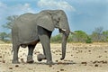 Large Bull Elephant strolling on the plains in Hwange National Park Royalty Free Stock Photo