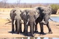Large Bull Elephants standing next to a small waterhole