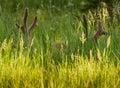 Large Bull Elk Antlers Stick Up in Tall Grass Royalty Free Stock Photo