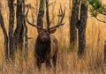 A Large Bull Elk in Aspen Trees