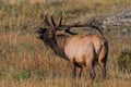 A Large Alpha Bull Elk Calling His Harem on a Fall Morning in Colorado