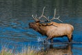 A Large Bull Elk Bugling from a Lake Royalty Free Stock Photo